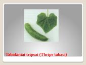 Lauko agurkai 20 puslapis