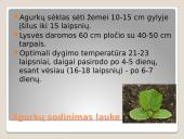 Lauko agurkai 5 puslapis