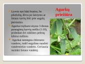 Lauko agurkai 6 puslapis