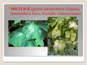 Lauko agurkai 8 puslapis