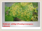 Lauko agurkai 9 puslapis