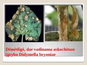 Lauko agurkai 10 puslapis