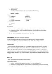 Vadybos teorijos konspektas 6 puslapis