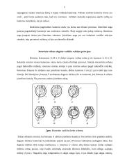 Rotorinis vidaus degimo variklis ir jo veikimas 5 puslapis