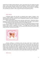Meilės sąvoka, simboliai, teorija ir prasmė 3 puslapis