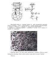 Supažindinimas su metalų mikroanalize ir metalografiniu optiniu mikroskopu 3 puslapis