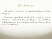 Arbūzas ir cukinija 8 puslapis