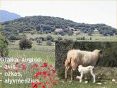 Senovės Graikija skaidrės 7 puslapis