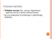 5-asis galvinis (trišakis) nervas 2 puslapis