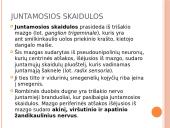 5-asis galvinis (trišakis) nervas 3 puslapis