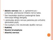 5-asis galvinis (trišakis) nervas 5 puslapis