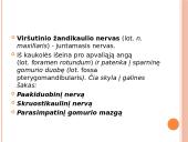 5-asis galvinis (trišakis) nervas 6 puslapis