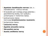 5-asis galvinis (trišakis) nervas 7 puslapis