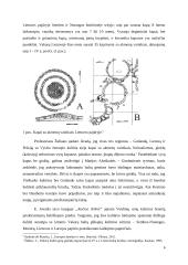 Baltų kultūros pėdsakai Vyslos žemupio regione 6 puslapis