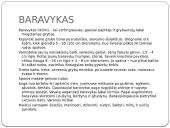 Apie grybus 3 puslapis