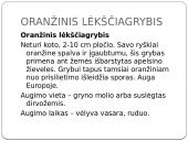 Apie grybus 5 puslapis