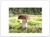 Apie grybus 7 puslapis