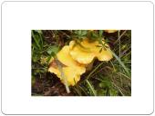 Apie grybus 8 puslapis