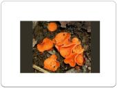 Apie grybus 9 puslapis