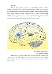 Wernicke ir Broca kalbos zonos ir jų reikšmė 5 puslapis