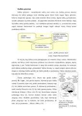 Wernicke ir Broca kalbos zonos ir jų reikšmė 6 puslapis