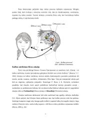 Wernicke ir Broca kalbos zonos ir jų reikšmė 7 puslapis