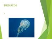 Koralai ir medūzos 2 puslapis