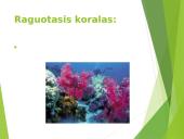 Koralai ir medūzos 11 puslapis