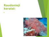 Koralai ir medūzos 12 puslapis
