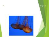 Koralai ir medūzos 3 puslapis