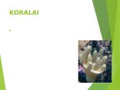 Koralai ir medūzos 7 puslapis