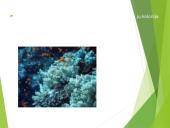 Koralai ir medūzos 8 puslapis