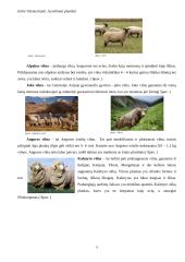 Gyvūliniai pluoštai 6 puslapis