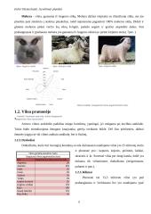 Gyvūliniai pluoštai 7 puslapis