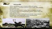 Skaidrės-2 Pasaulinis karas 16 puslapis