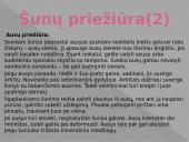 ﻿Viskas apie šunis 5 puslapis