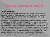 ﻿Viskas apie šunis 6 puslapis