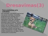 ﻿Viskas apie šunis 9 puslapis