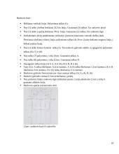 Vyriško džemperio konstravimas su automatizuoto projektavimo sistema 18 puslapis