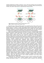 Regioninė plotika 9 puslapis