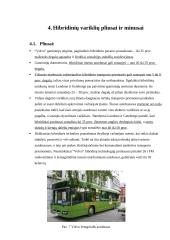 Hibridiniai autobusai 8 puslapis