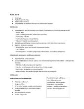 Jutimo organai (akis, ausis, oda) 3 puslapis