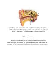 Vaikų, turinčių kochlearinių implantų, charakteristika bei ugdymo ypatumai 5 puslapis