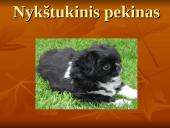 Geriausios šunų veislės 2 puslapis