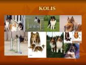 Geriausios šunų veislės 11 puslapis