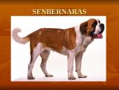 Geriausios šunų veislės 12 puslapis