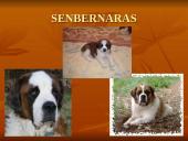 Geriausios šunų veislės 14 puslapis