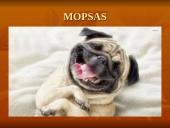 Geriausios šunų veislės 15 puslapis