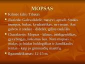 Geriausios šunų veislės 16 puslapis