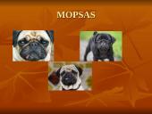 Geriausios šunų veislės 17 puslapis